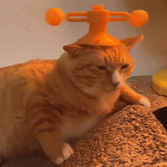 cat-orange-1764026442614