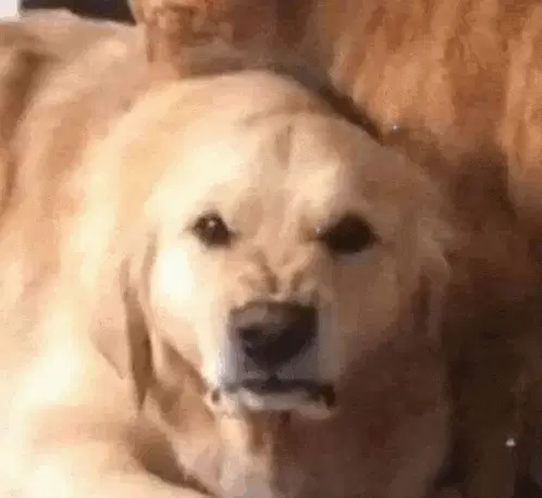 Cachorro Bravo